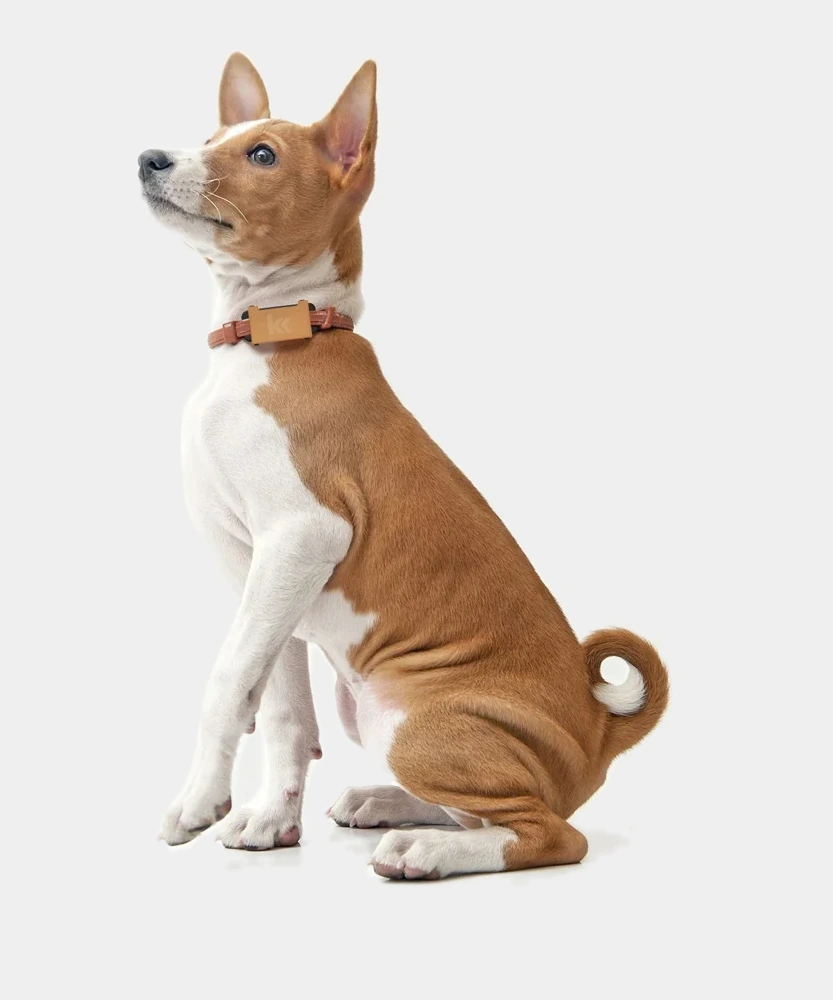 Dog wearing the Kipkul smart collar